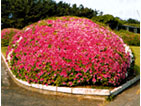 市の花・つつじ