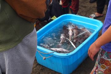 獲れた魚