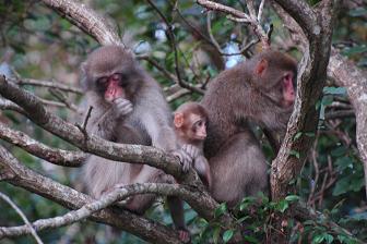 高宕山のサル生息地