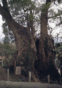 環の大樟