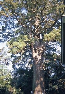 白山の大スギ