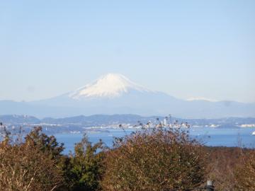 木