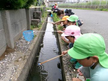 ザリガニ釣りに行ったよ