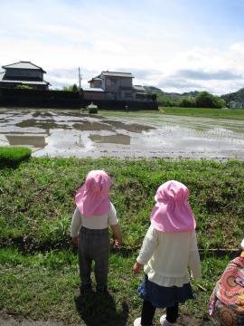 田植え