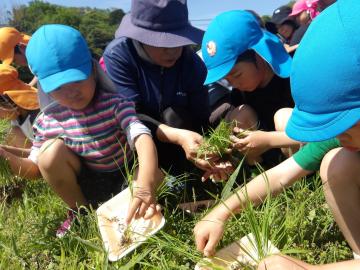 田植え1