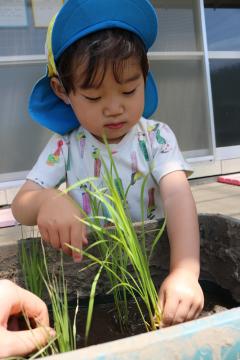 稲の苗を植えている様子