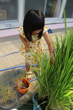 稲の様子をうかがっている子どもの姿