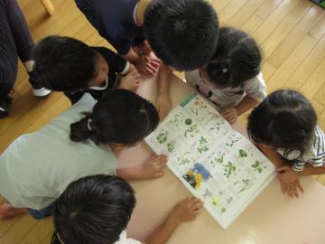 図鑑で調べる