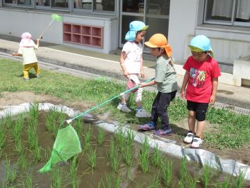 生き物探し