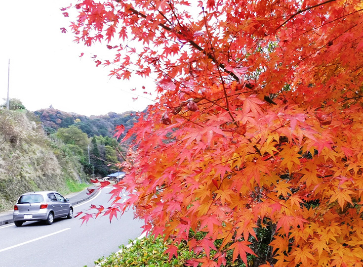 もみじと道路